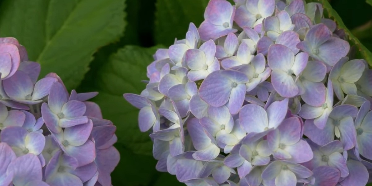 A SHELTER FOR WINTER HYDRANGEA ANNABELLE
