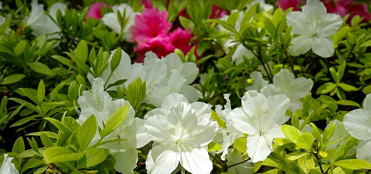 Care and maintenance of azalea flowers at home