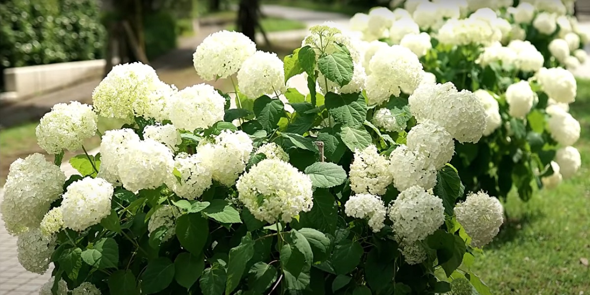 DISEASES AND PESTS OF ANNABELLE'S HYDRANGEA