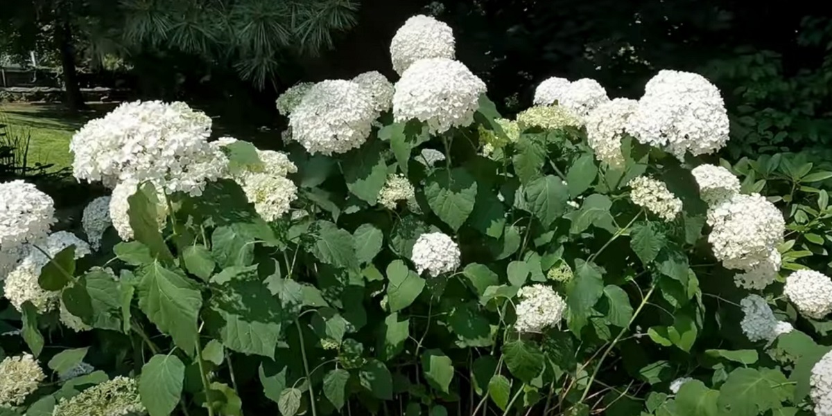 Frequently asked questions about hydrangeas