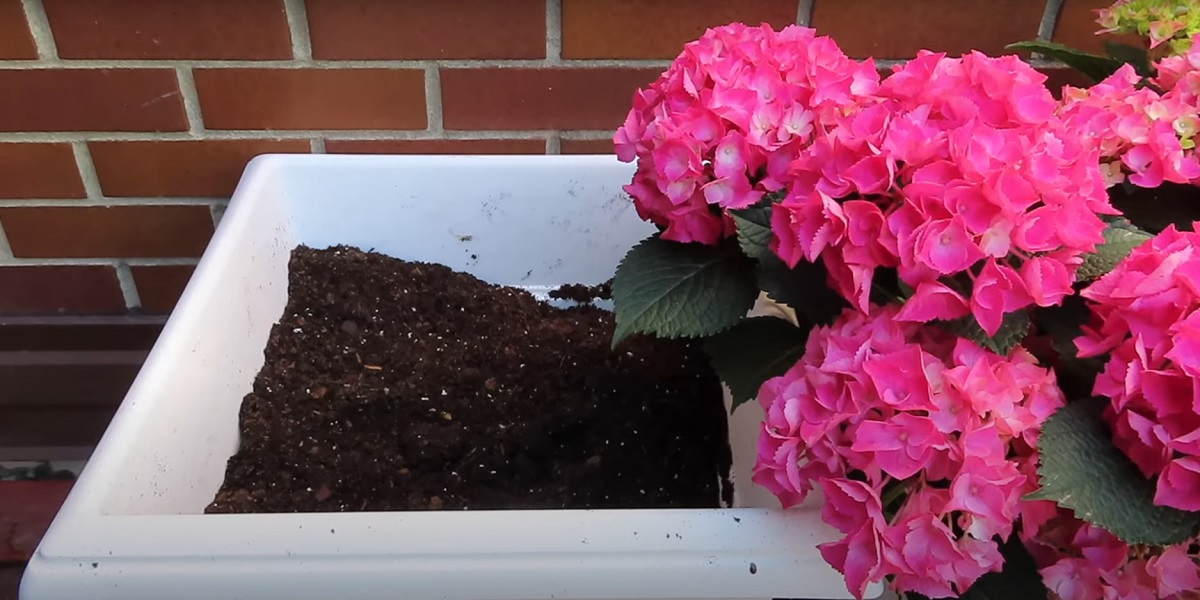 How to grow hydrangeas at home