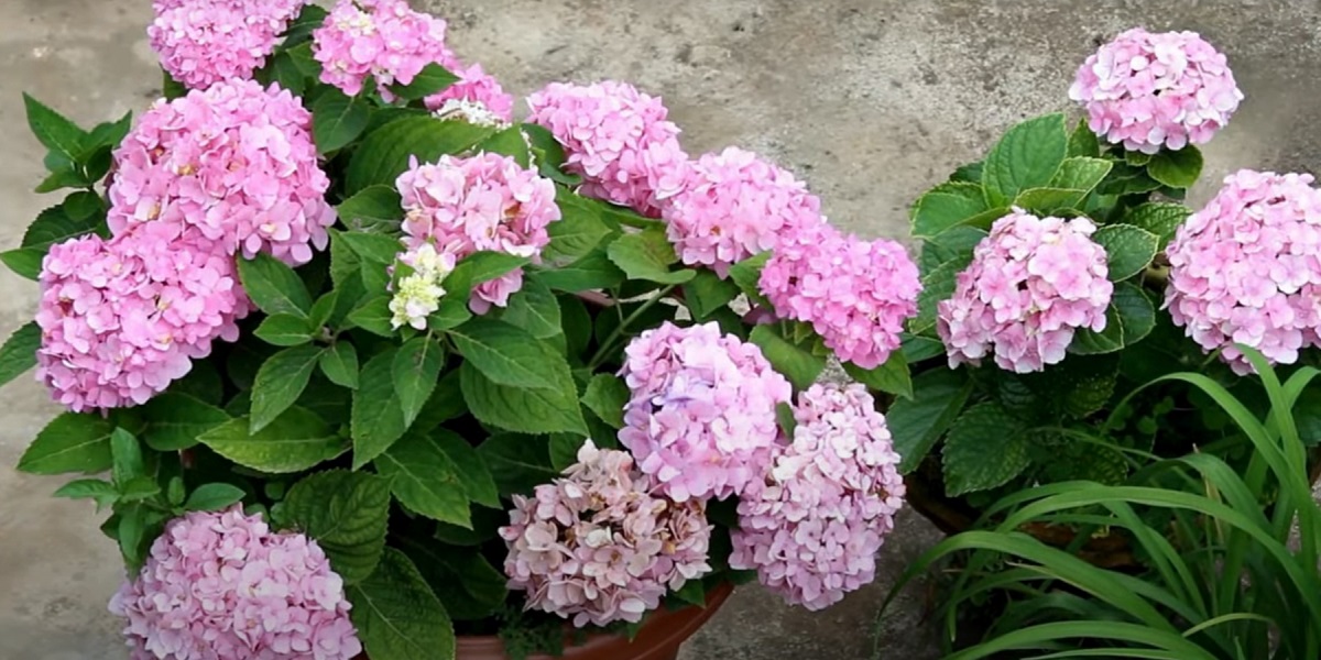 How to plant and grow hydrangeas