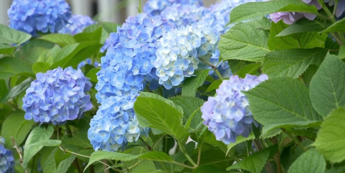 Hydrangea looks attractive against the background of conifers