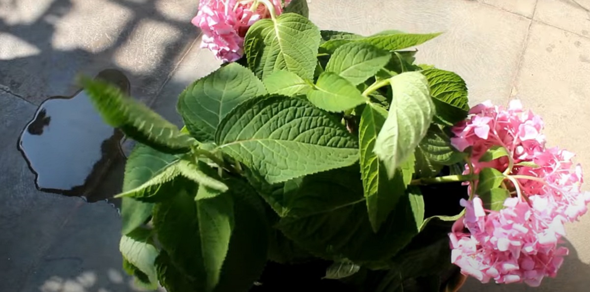 Hydrangea planting method
