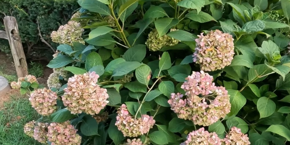 Important Pruning of Annabelle hydrangea