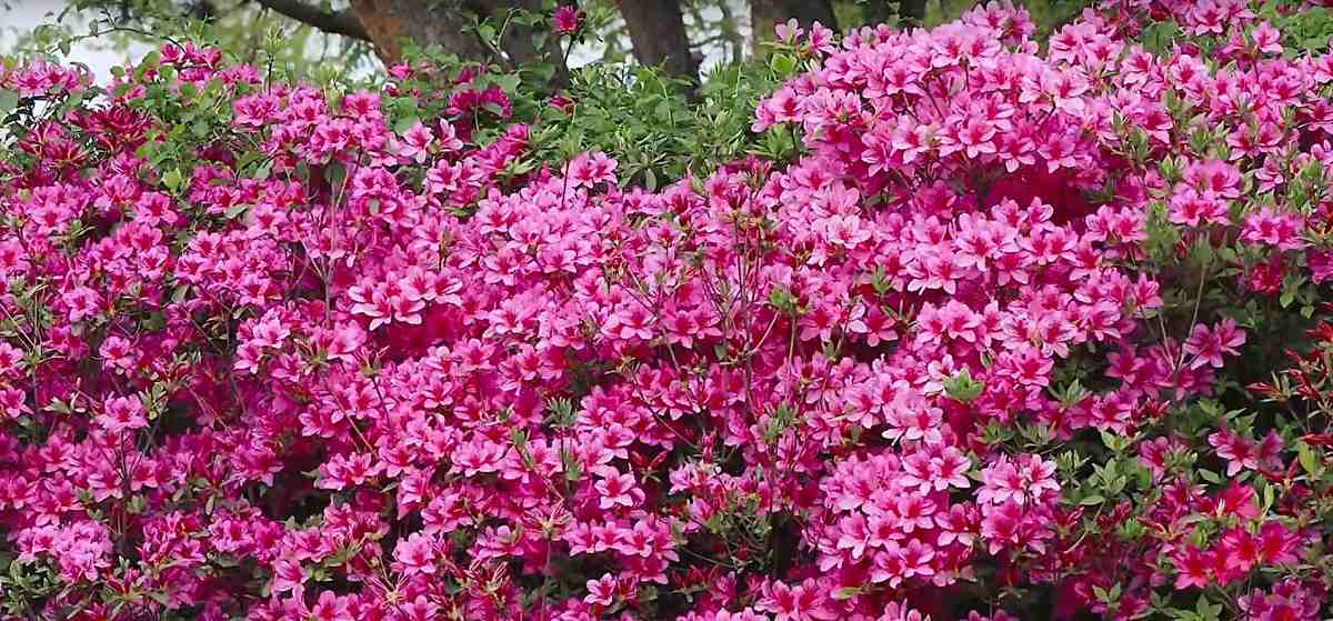 Is azalea suitable for growing in an apartment