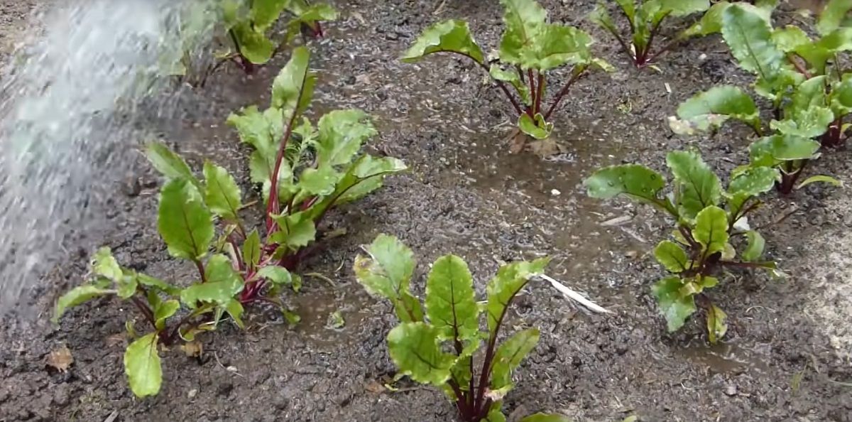 Learn more about the sugar beet plant