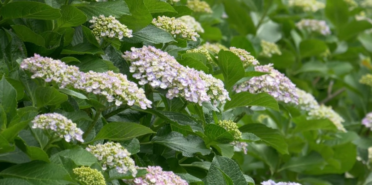 PLANTING AND CARING FOR ANNABEL'S HYDRANGEA TREE
