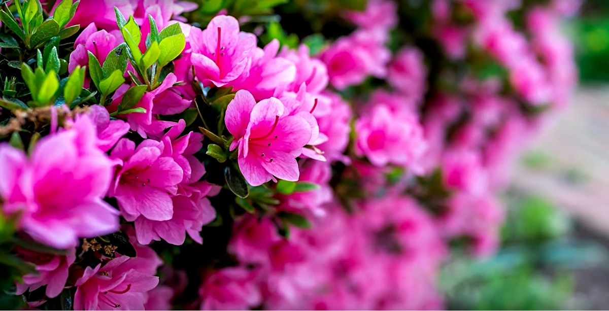 Planting conditions for azalea flowers