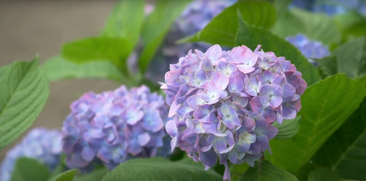 The best time to plant hydrangeas