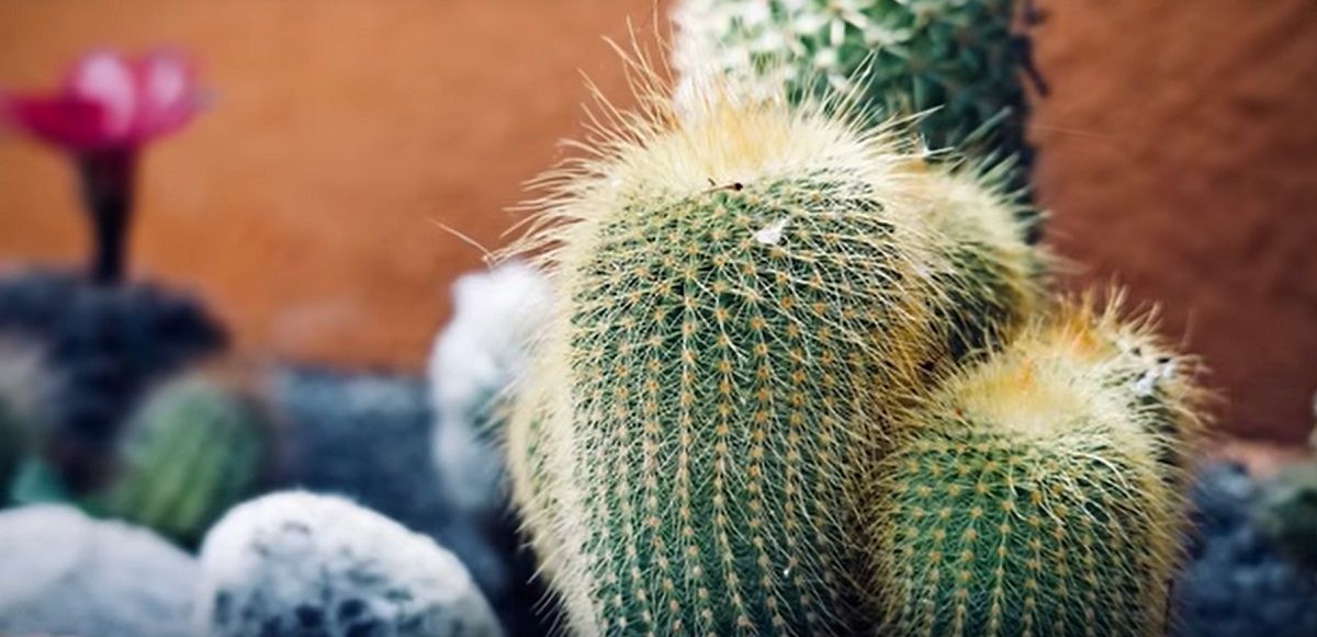 Creative ideas for growing and caring for cacti