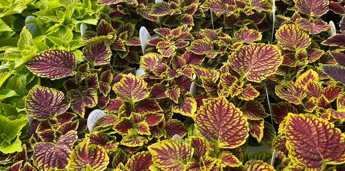 Decorate your home with coleus!