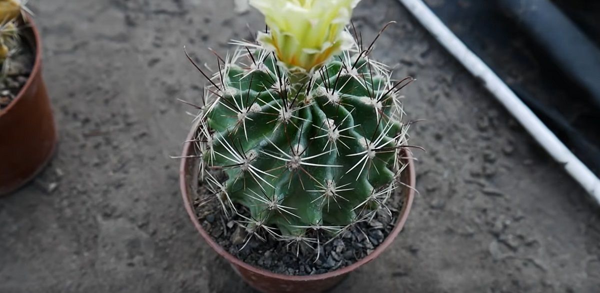 History of the cactus flower