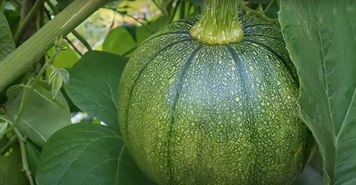 Fertilizer for growing pumpkins