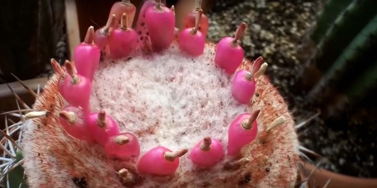 Planting seeds- melocactuce