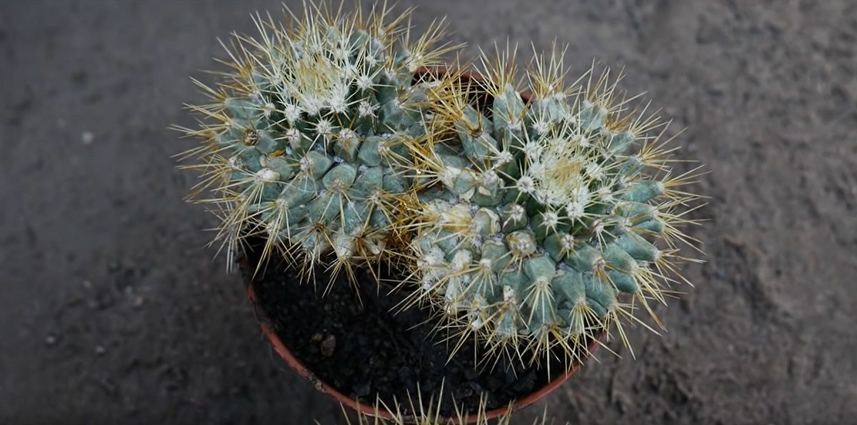 Some creative ideas for growing and maintaining cactus