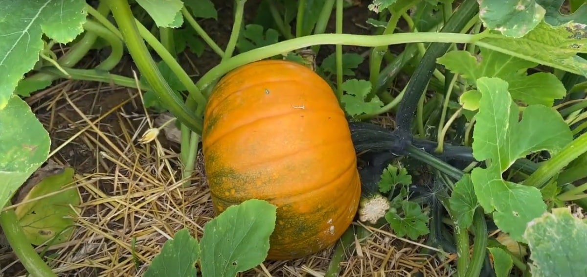 How to grow pumpkin and grow it