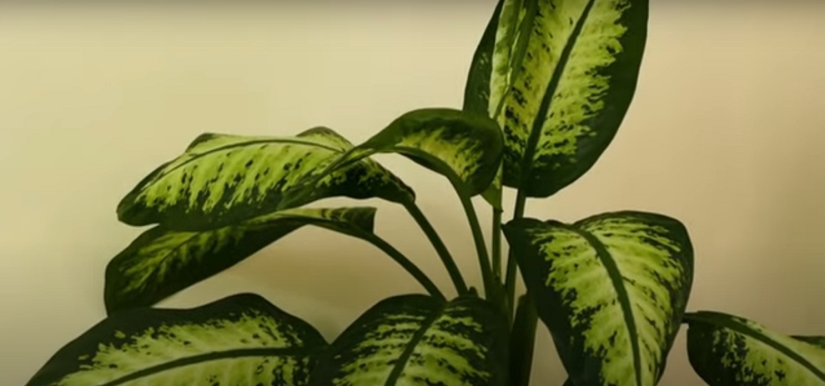 The role of humidity in the maintenance of Dieffenbachia plants