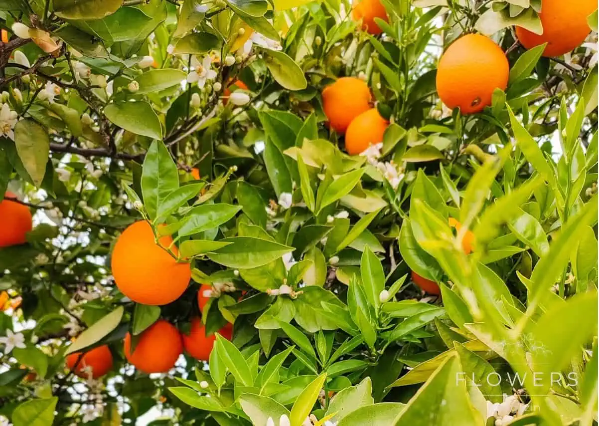 Valencia is one of the most famous orange varieties