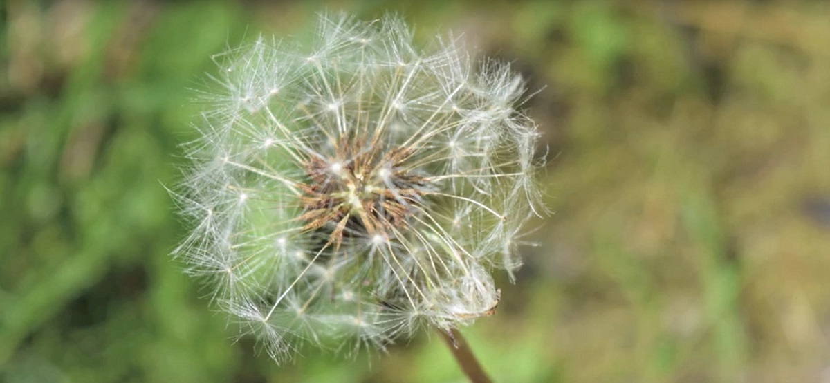 What does a dandelion plant look like