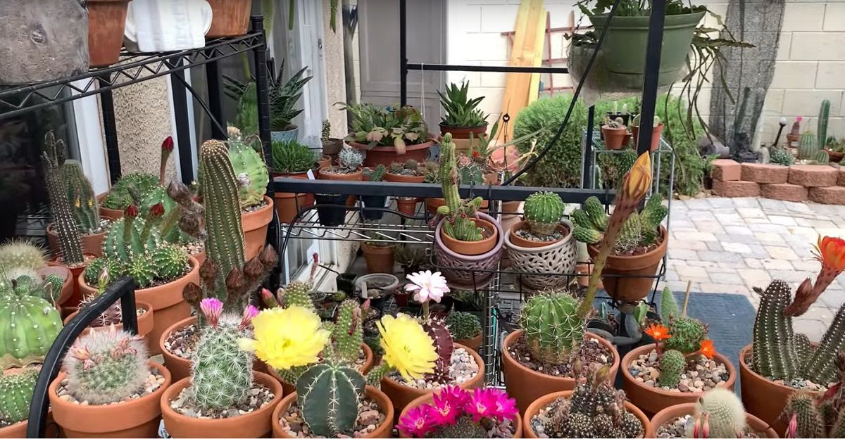  When developing and caring for cacti