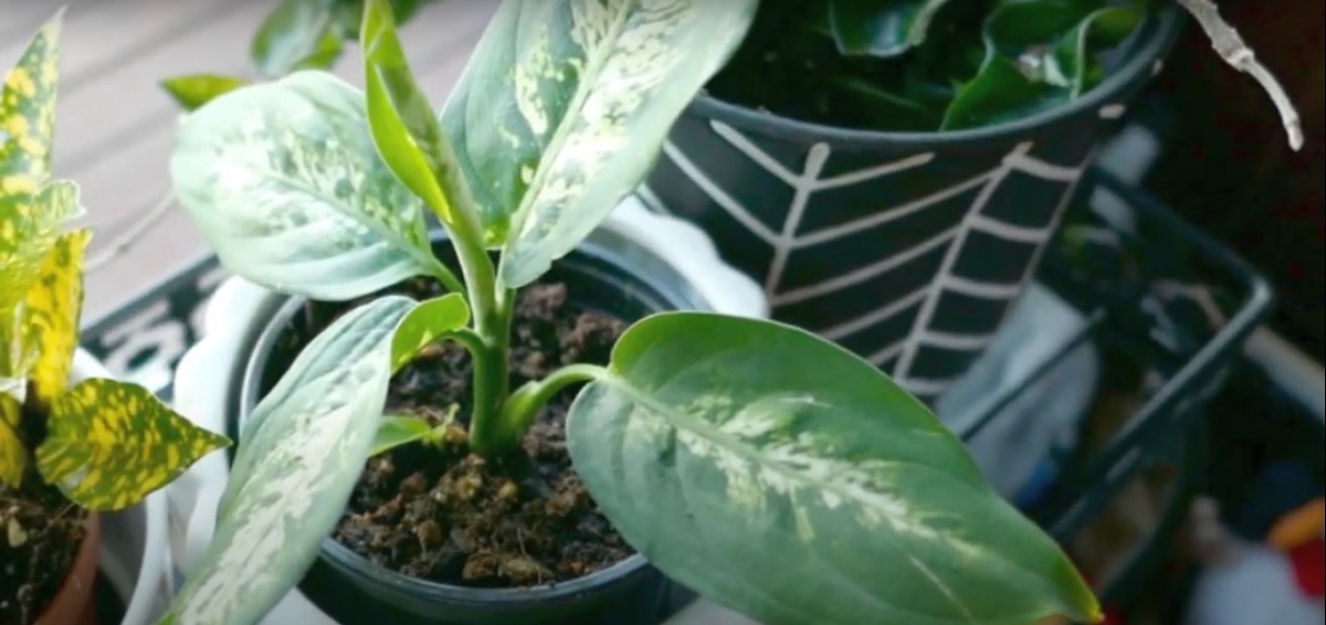 how often should i water a dieffenbachia -plant