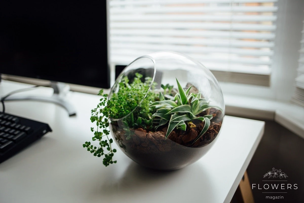 what are terrariums?
