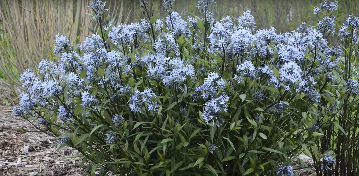 Blue star (Amsonia tabernamontana)