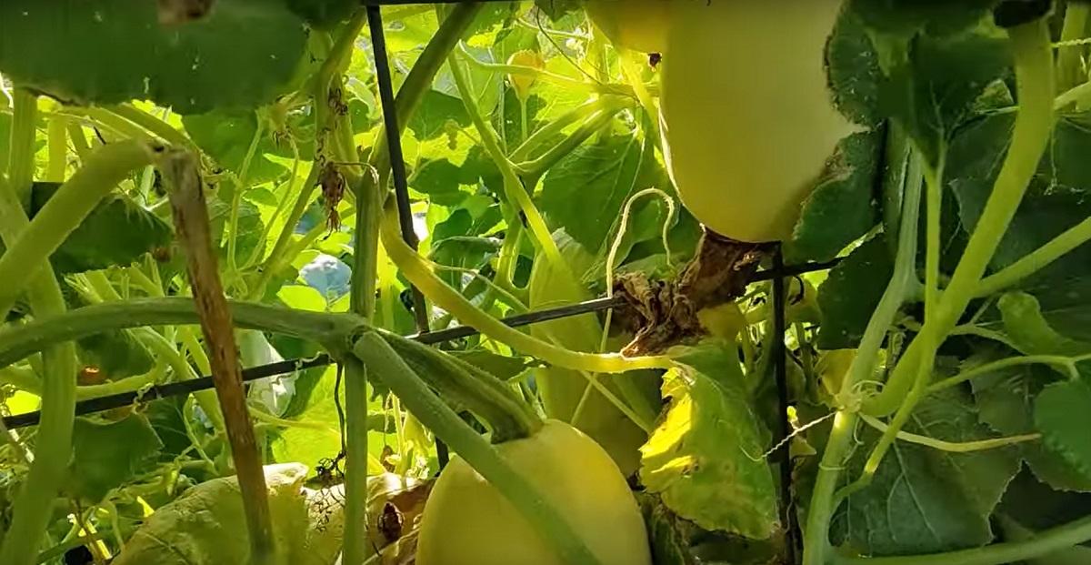 Can spaghetti squash be picked early
