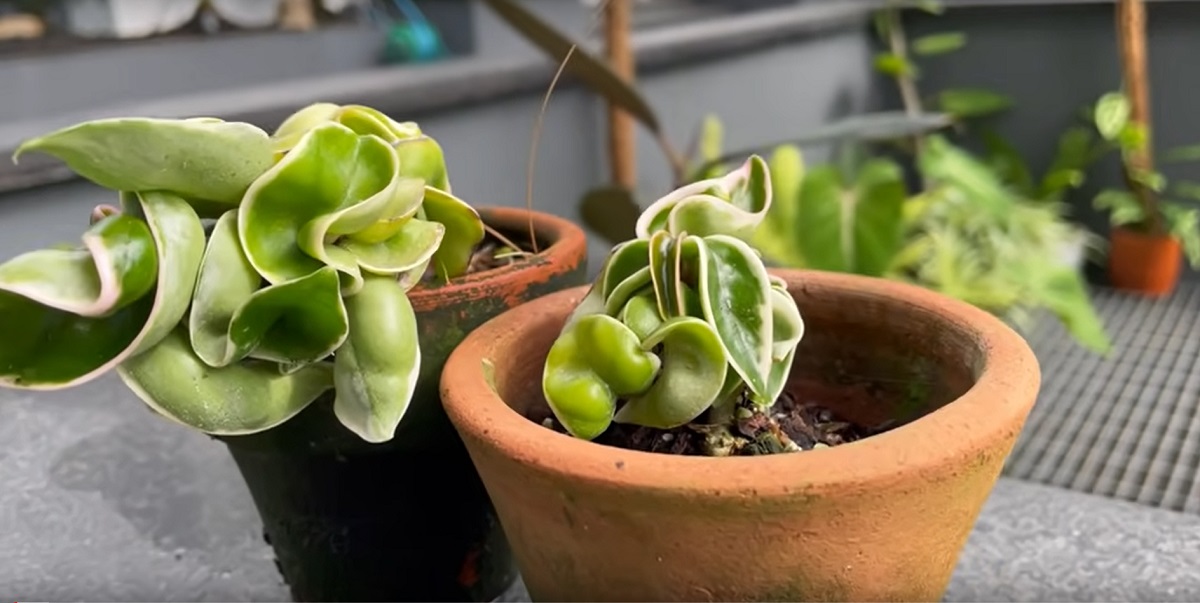 Care conditions for Hoya plants