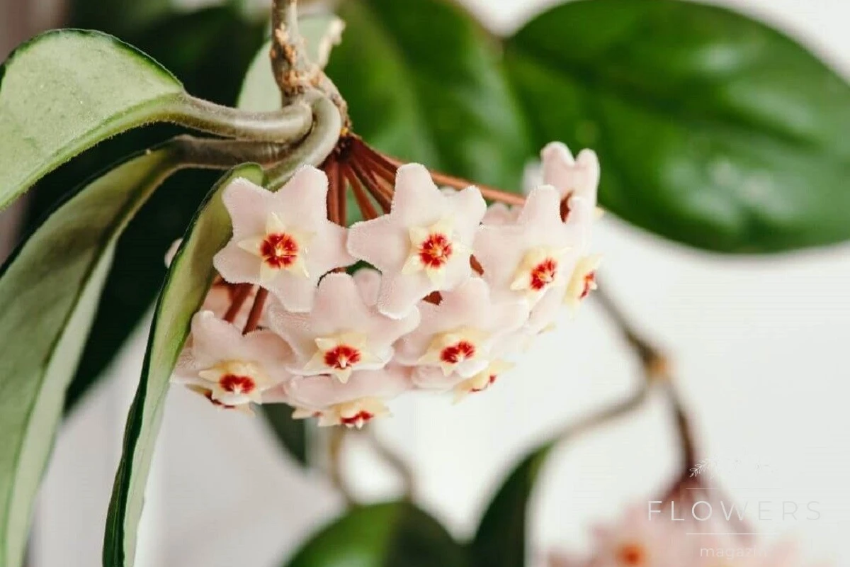 Know the problems of the Hoya plant