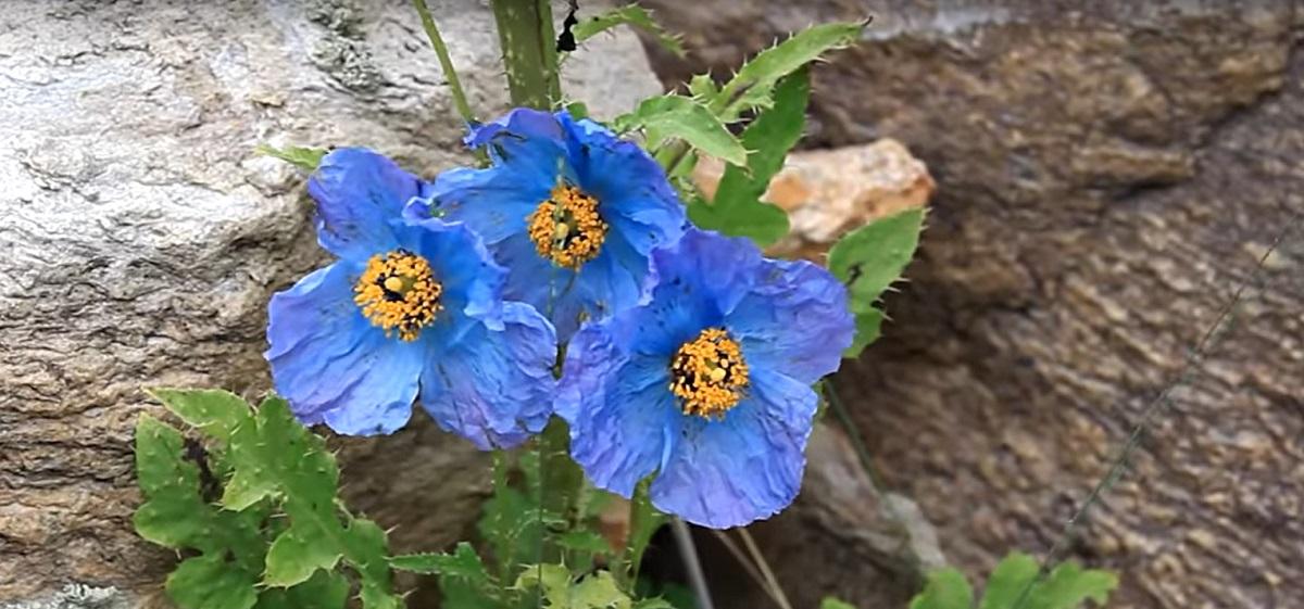 Himalayan blue poppy (Meconopsis Betonicifolia)