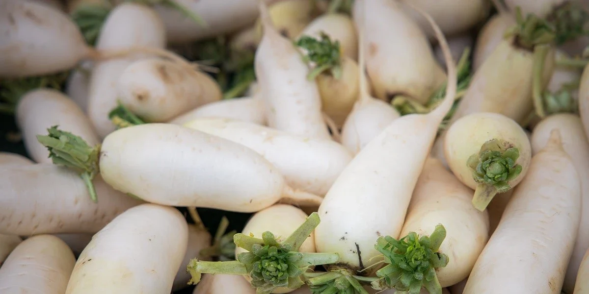 The right time to harvest radishes