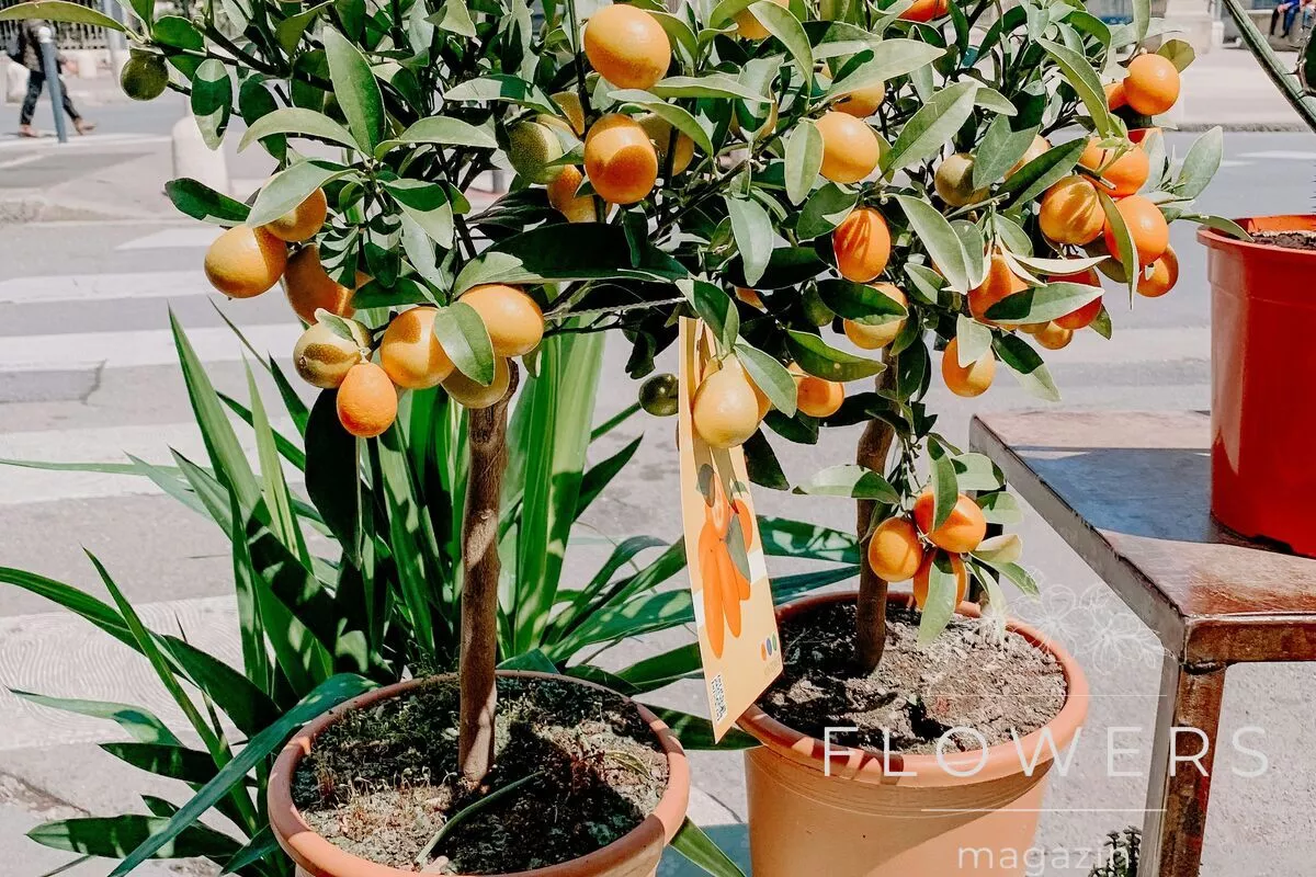 Conditions for maintenance and cultivation of kumquat