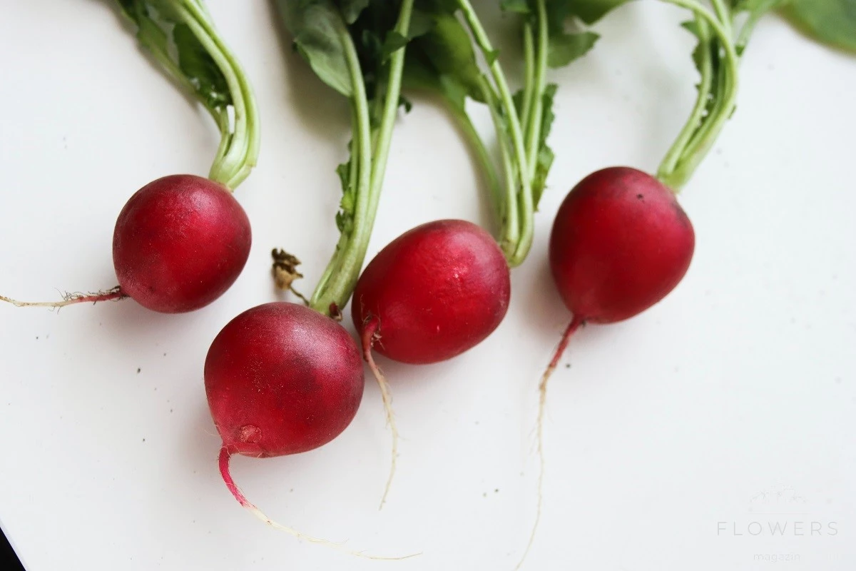 If radish is to be stored for a long time