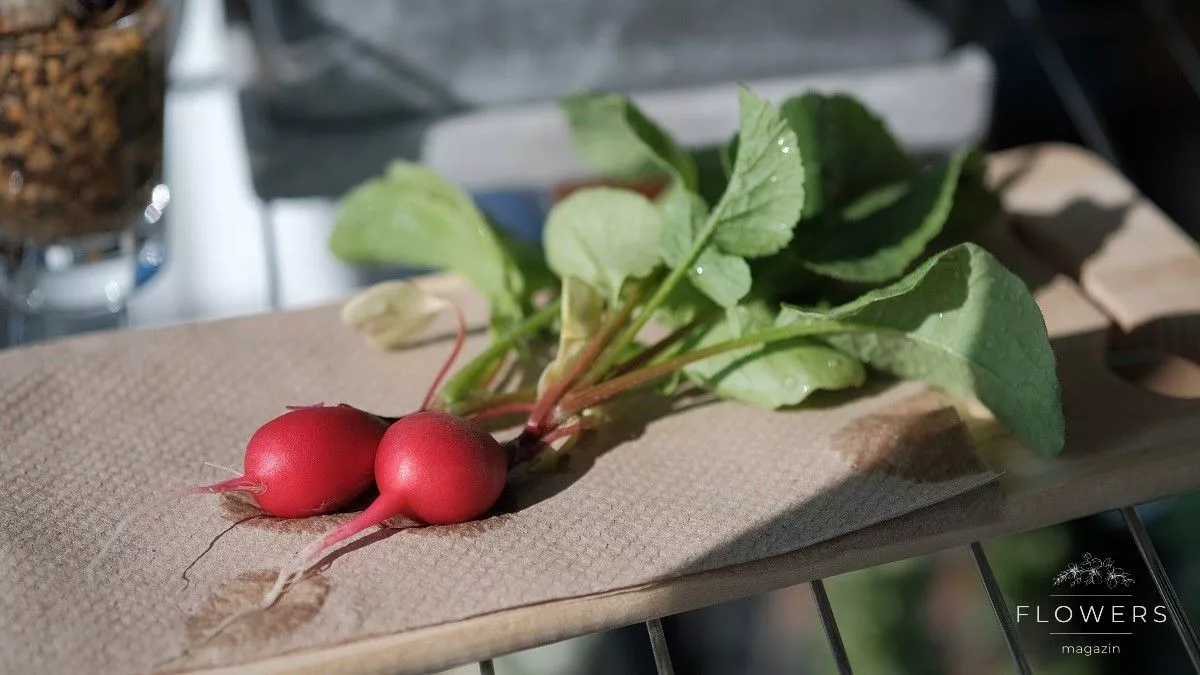 Radish is one of the first spring vegetables