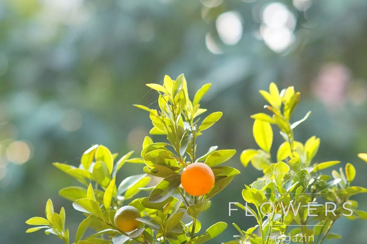 The right light for the kumquat bush