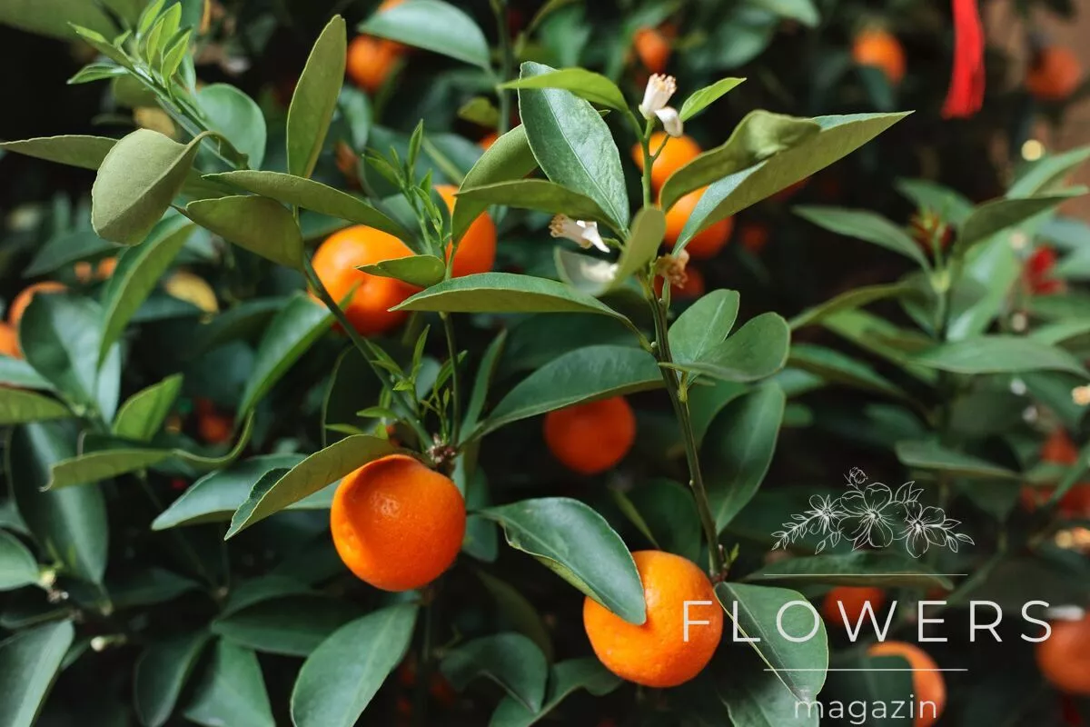 What causes kumquat leaves to dry out?