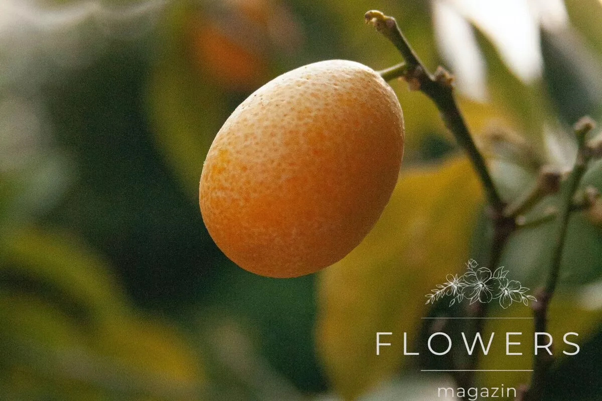 What causes kumquat leaves to turn yellow?