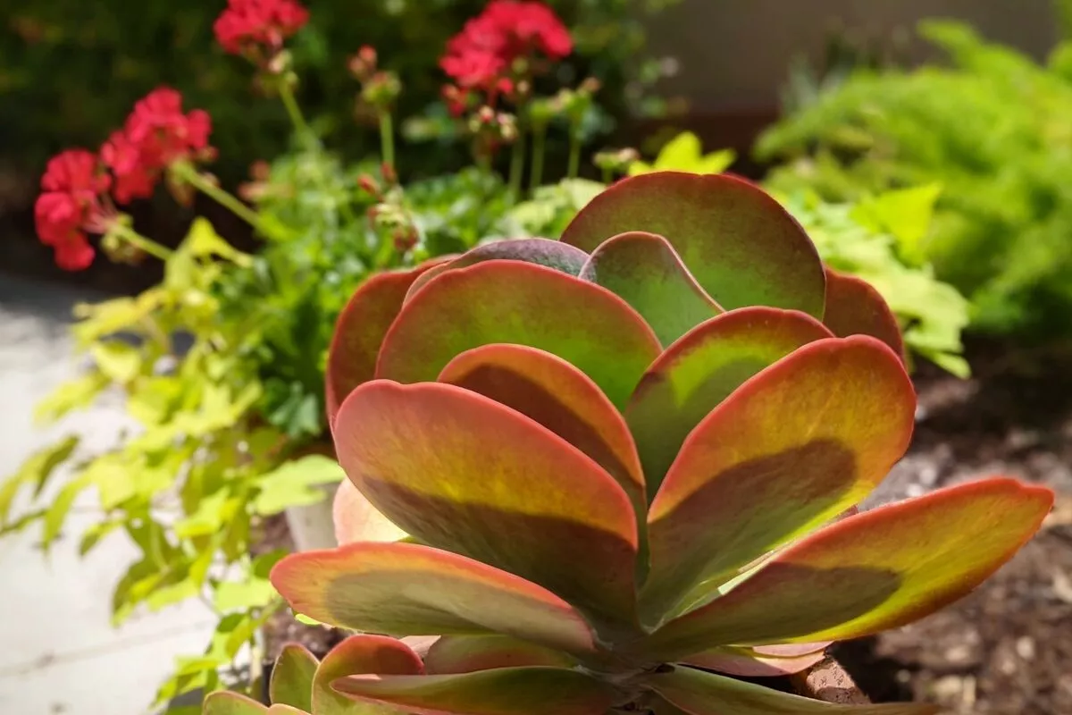 What is the right light for Kalanchoe?