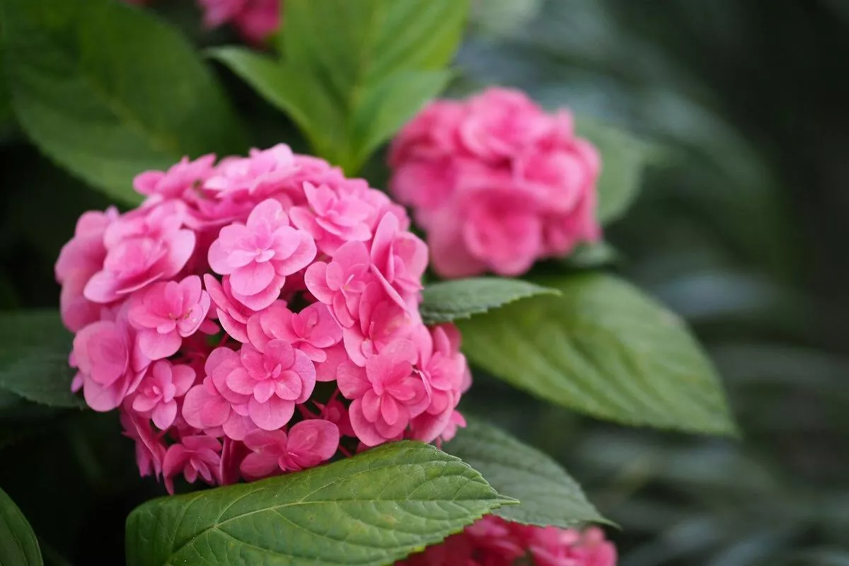 maintenance and cultivation conditions of hydrangea flower