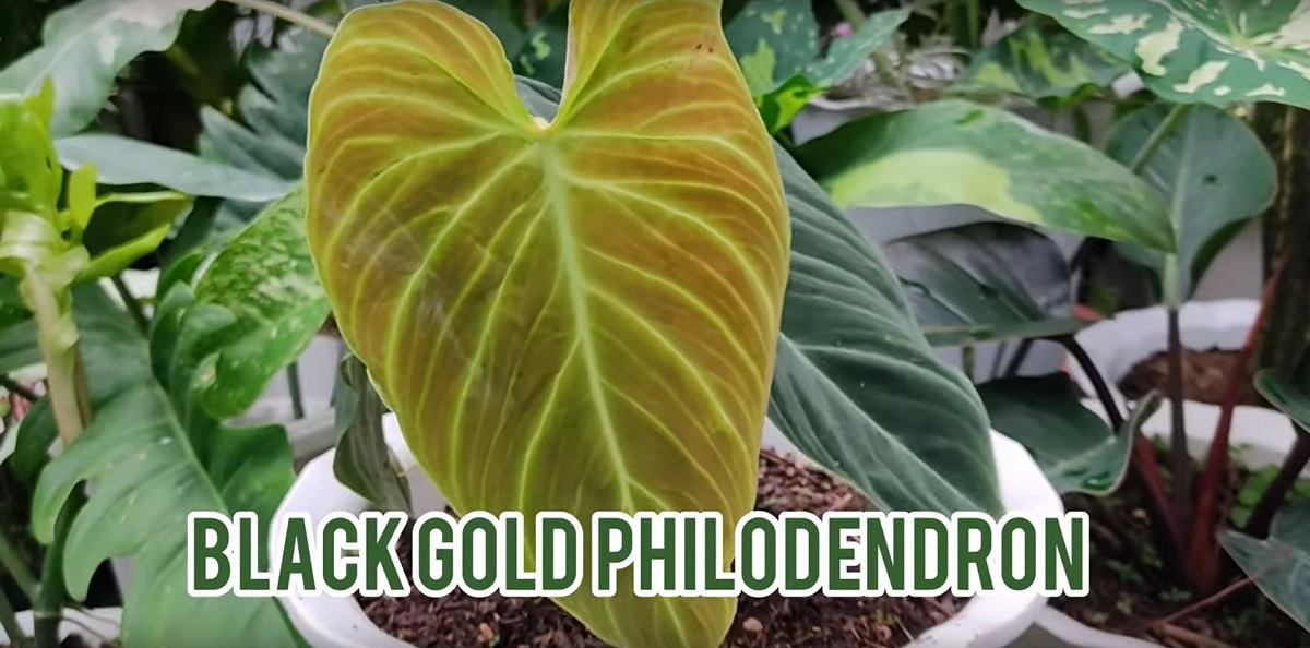 blackgoldphilodendron