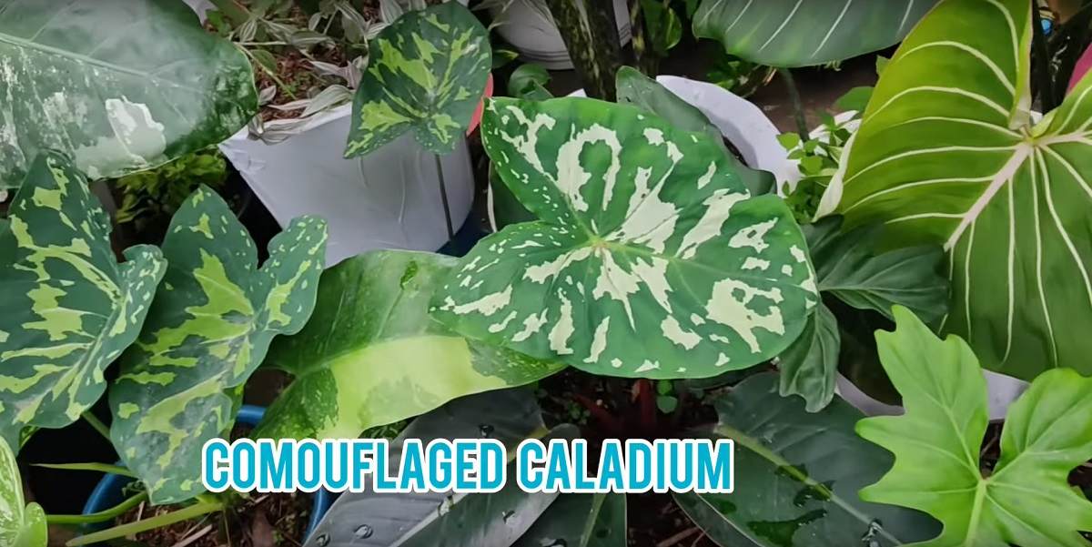 comouflagedcaladium