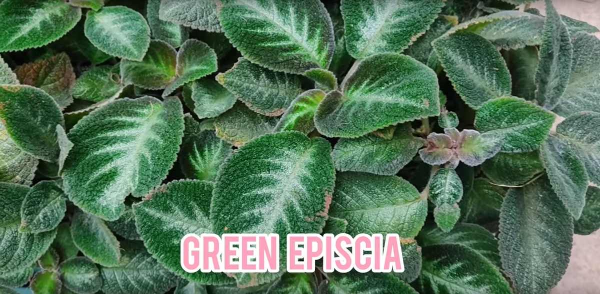 greenepiscia