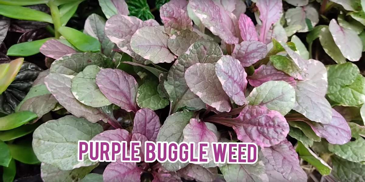 purplebuggleweed