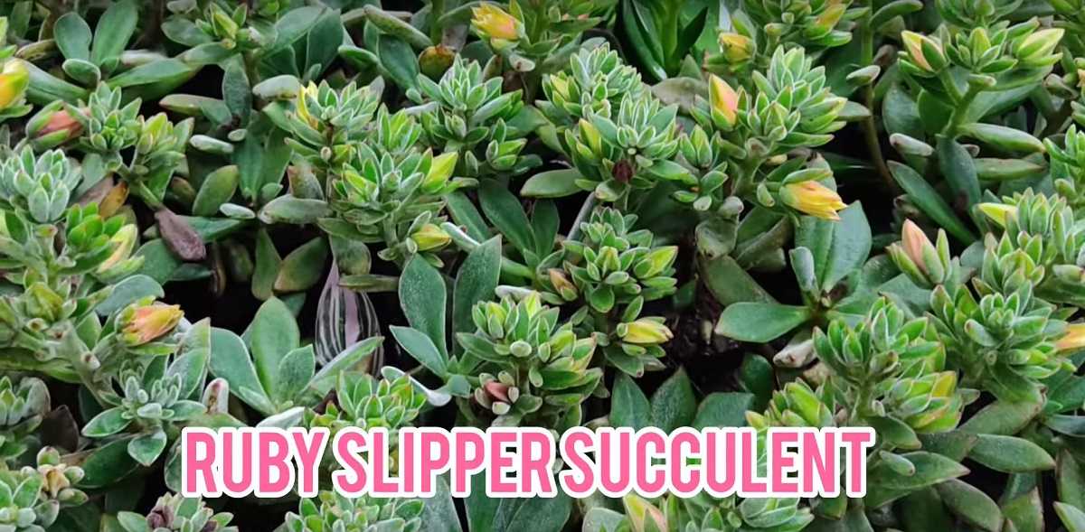 rubyslippersucculent