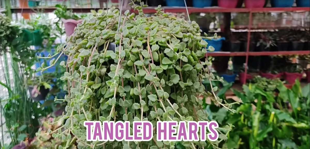 tangledhearts