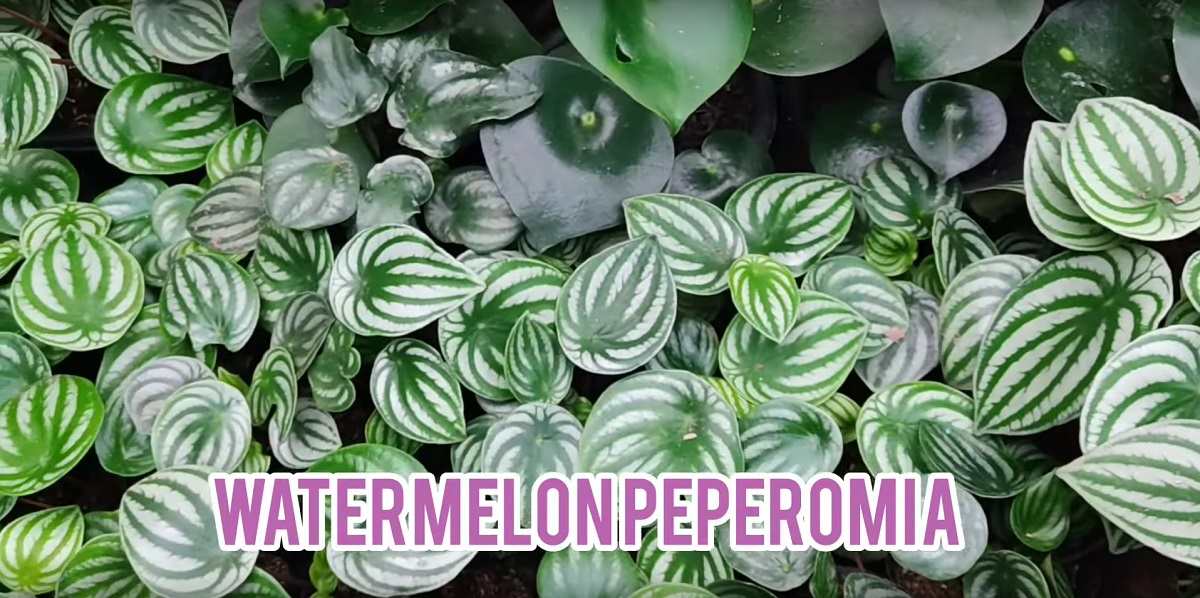 watermelonpeperomia