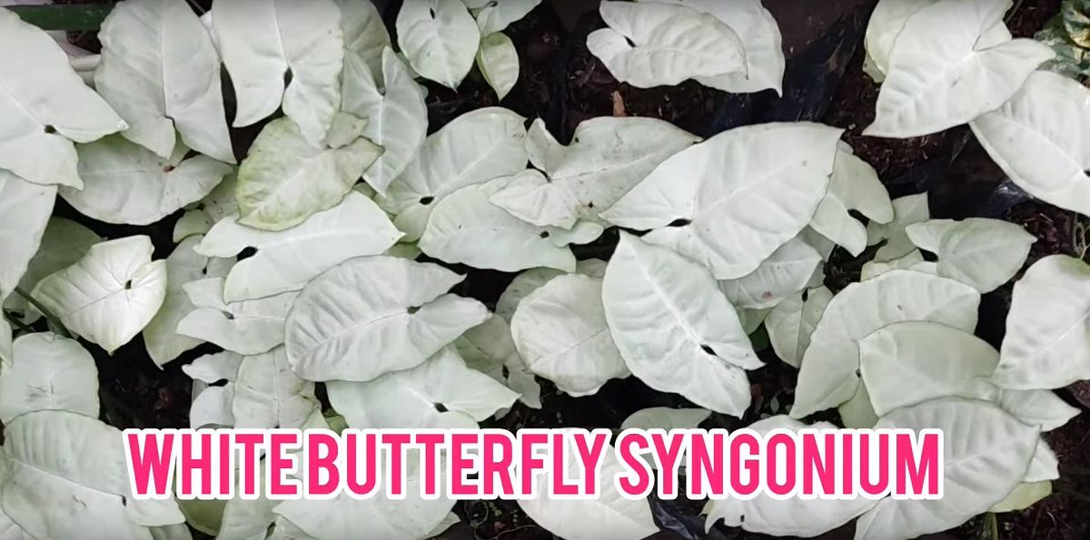 whitebutterflysyngonium