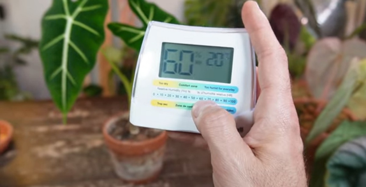 2 tips about providing humidity for indoor plants
